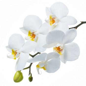 Стол обеденный Танго белый/Орхидея в Дубинино - dubinino.mebel54.com | фото